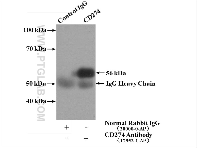 Immunoprecipitation (IP) experiment of mouse heart tissue using PD-L1/CD274 Polyclonal antibody (17952-1-AP)