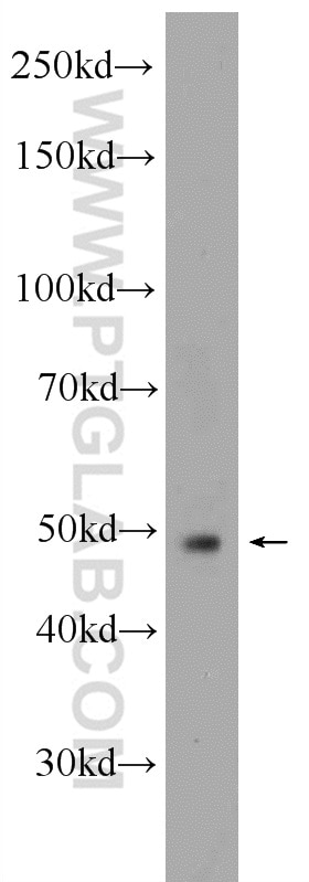 Western Blot (WB) analysis of mouse skeletal muscle tissue using PD-L1/CD274 Polyclonal antibody (17952-1-AP)