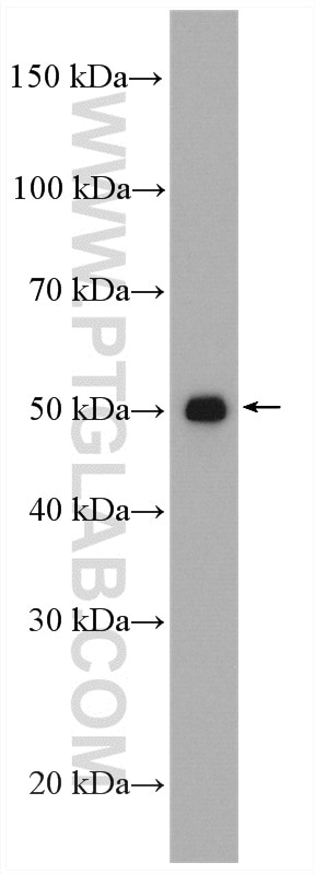 Western Blot (WB) analysis of human placenta tissue using PD-L1/CD274 Polyclonal antibody (17952-1-AP)