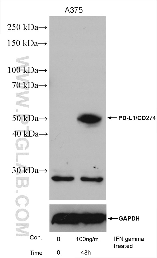 Western Blot (WB) analysis of various lysates using PD-L1/CD274 Polyclonal antibody (17952-1-AP)