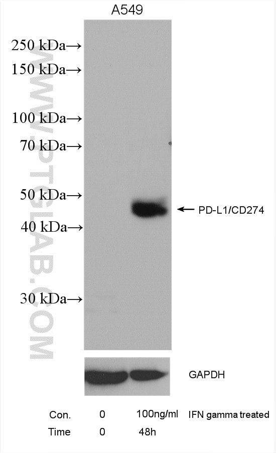 Western Blot (WB) analysis of various lysates using PD-L1/CD274 Polyclonal antibody (17952-1-AP)