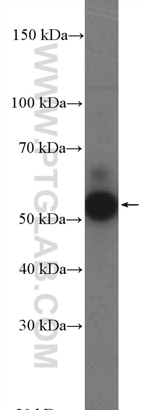Western Blot (WB) analysis of K-562 cells using PD-L1/CD274 Polyclonal antibody (17952-1-AP)