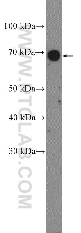 Western Blot (WB) analysis of HeLa cells using PD-L1/CD274 Polyclonal antibody (17952-1-AP)