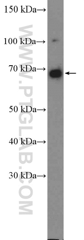 Western Blot (WB) analysis of HepG2 cells using PD-L1/CD274 Polyclonal antibody (17952-1-AP)