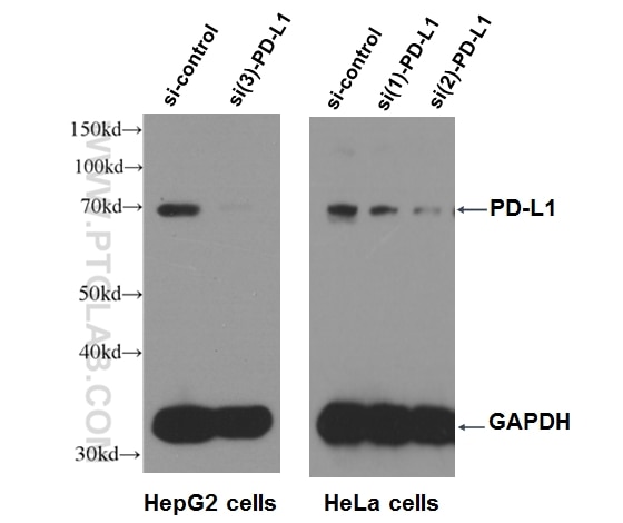 Western Blot (WB) analysis of HepG2 cells using PD-L1/CD274 Polyclonal antibody (17952-1-AP)