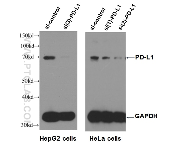 WB analysis of HepG2 using 17952-1-AP