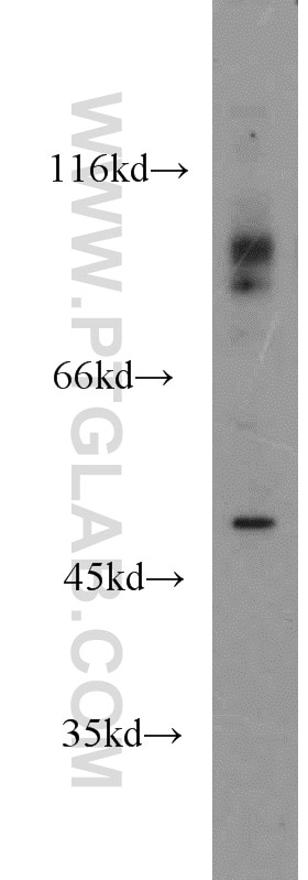 Western Blot (WB) analysis of human heart tissue using PD-L1/CD274 Polyclonal antibody (17952-1-AP)