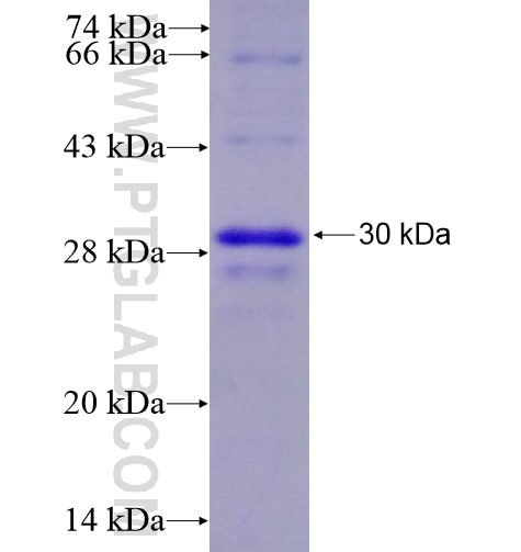 PD-L1/CD274 fusion protein Ag12443 SDS-PAGE