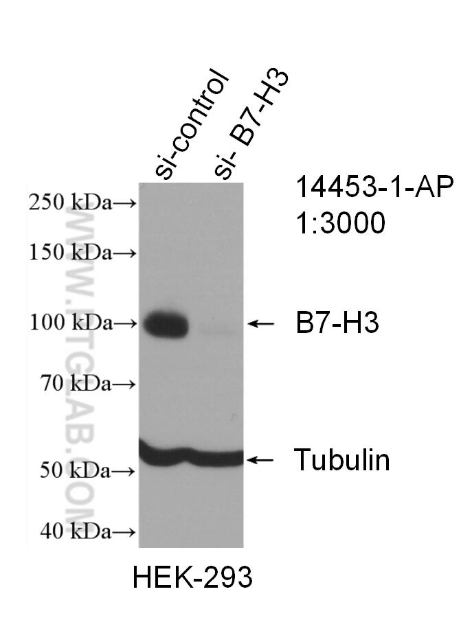 Western Blot (WB) analysis of HEK-293 cells using B7-H3 Polyclonal antibody (14453-1-AP)