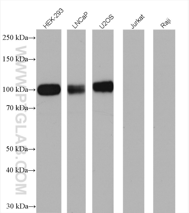 Western Blot (WB) analysis of various lysates using B7-H3 Polyclonal antibody (14453-1-AP)