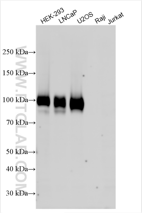 Western Blot (WB) analysis of various lysates using B7-H3 Polyclonal antibody (14453-1-AP)