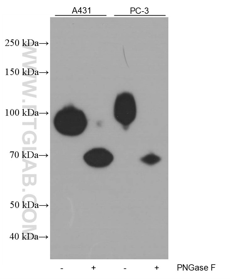 Western Blot (WB) analysis of A431 cells using B7-H3 Monoclonal antibody (66481-1-Ig)