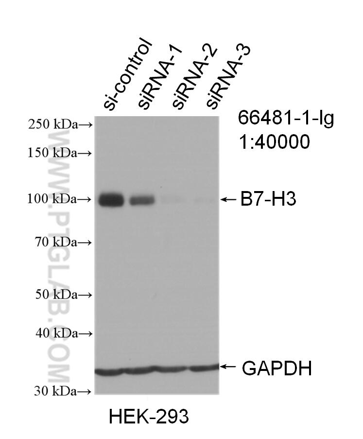 Western Blot (WB) analysis of HEK-293 cells using B7-H3 Monoclonal antibody (66481-1-Ig)