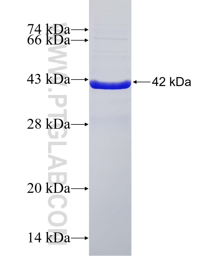 CD276 fusion protein Ag6006 SDS-PAGE