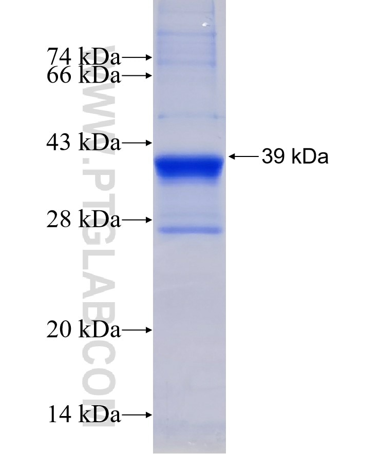 CD28 fusion protein Ag15942 SDS-PAGE