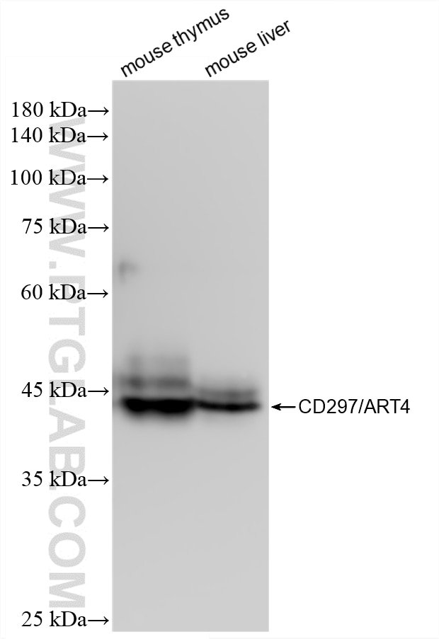 Western Blot (WB) analysis of various lysates using CD297/ART4 Recombinant monoclonal antibody (87399-1-RR)