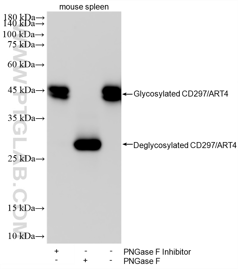 Western Blot (WB) analysis of various lysates using CD297/ART4 Recombinant monoclonal antibody (87399-1-RR)