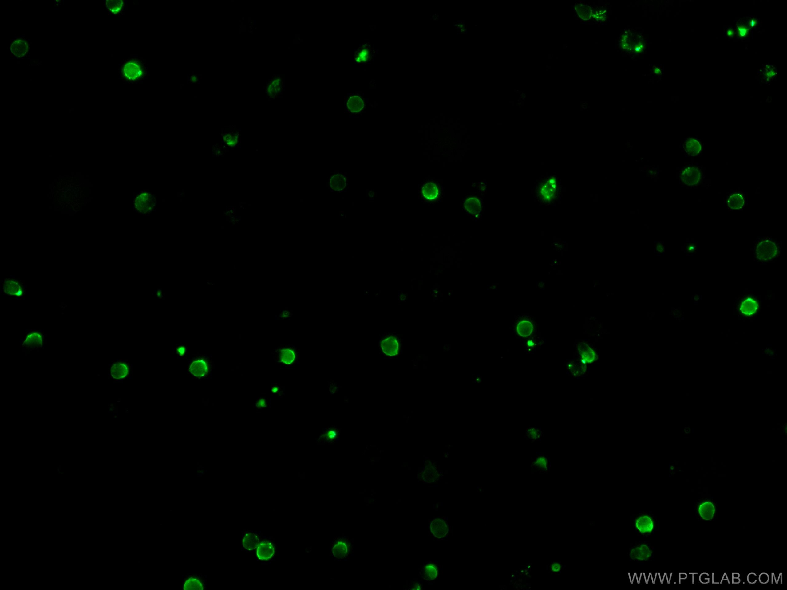 IF Staining of mouse splenocytes using CL488-65061