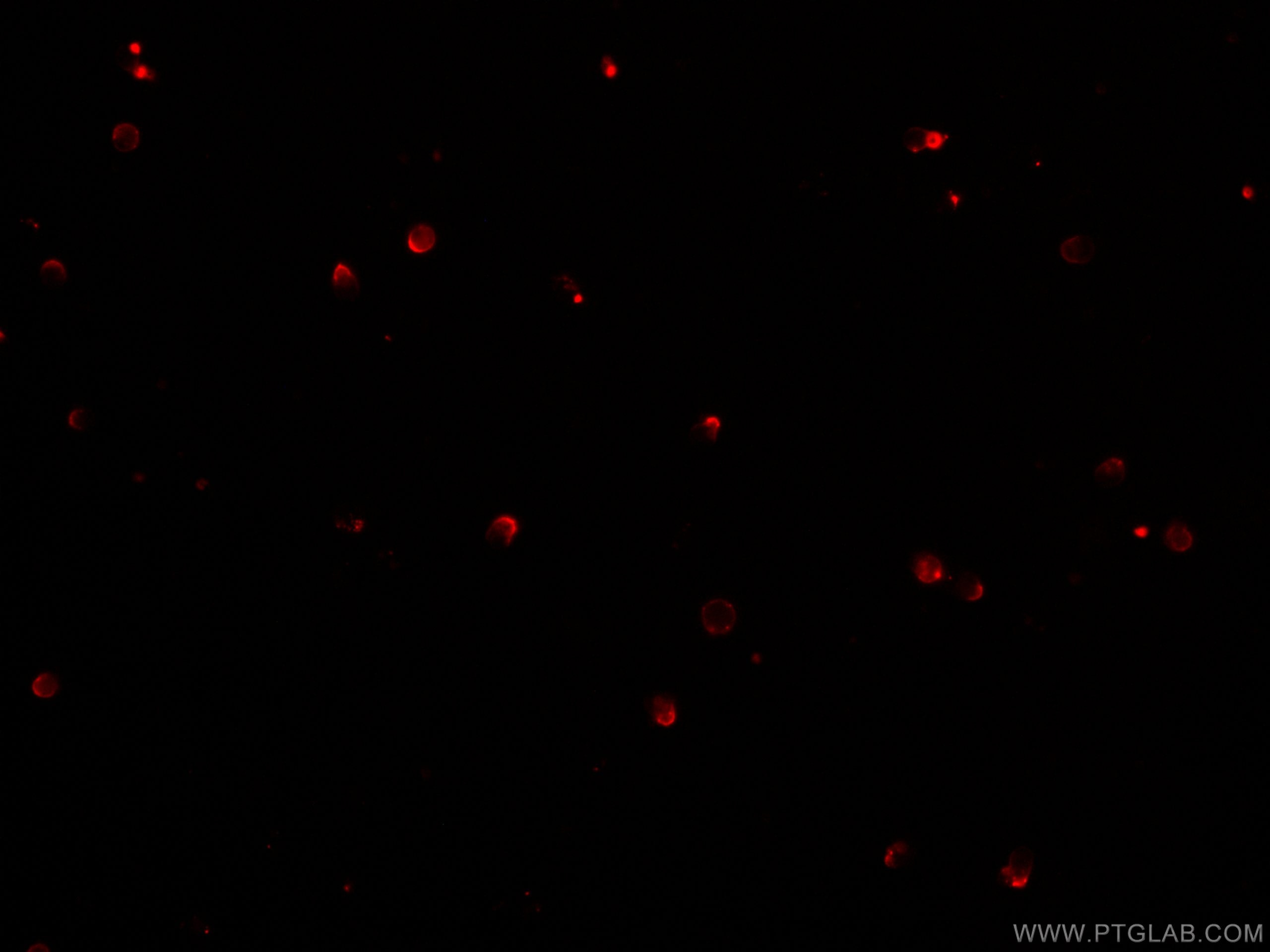 Immunofluorescence (IF) / fluorescent staining of mouse splenocytes using CoraLite® Plus 647 Anti-Mouse CD3ε (500-A2) (CL647-65061)