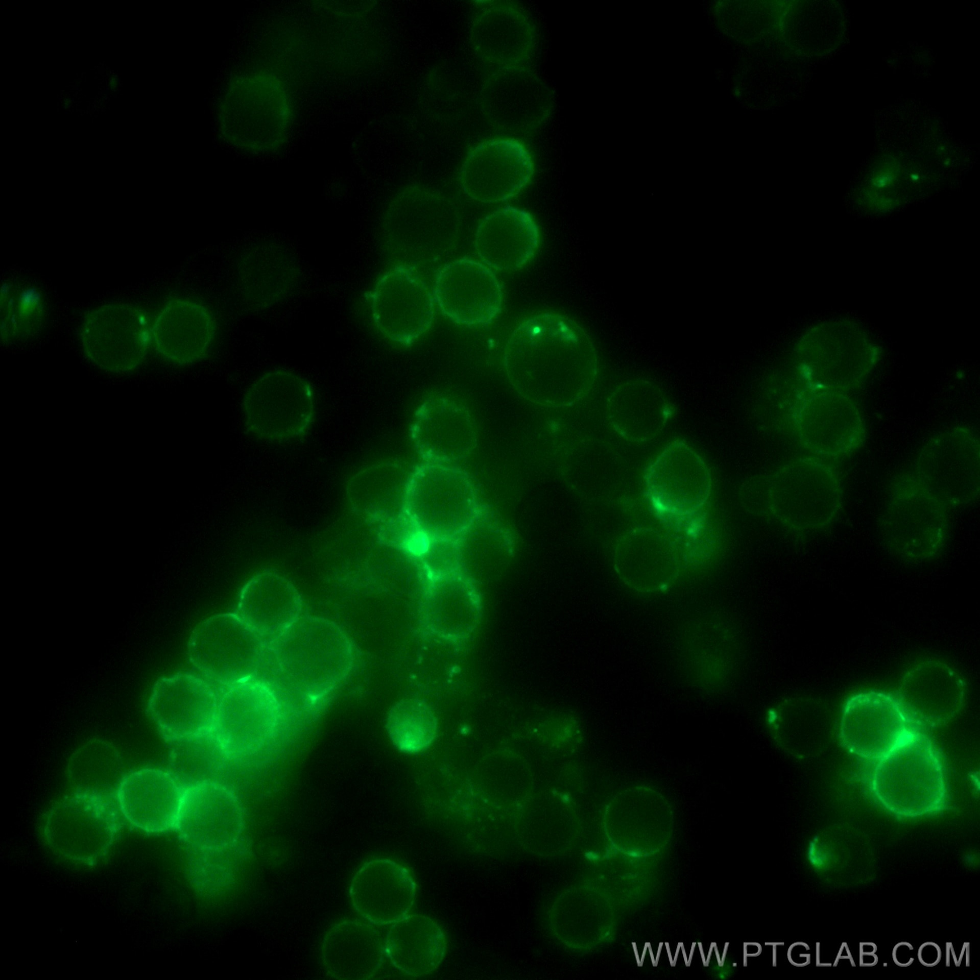 Immunofluorescence (IF) / fluorescent staining of mouse splenocytes using Anti-Mouse CD3ε (145-2C11) (65060-1-Ig)