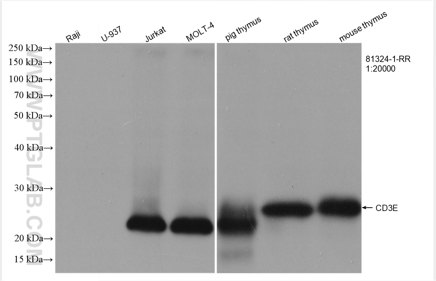 Western Blot (WB) analysis of various lysates using CD3 Recombinant antibody (81324-1-RR)