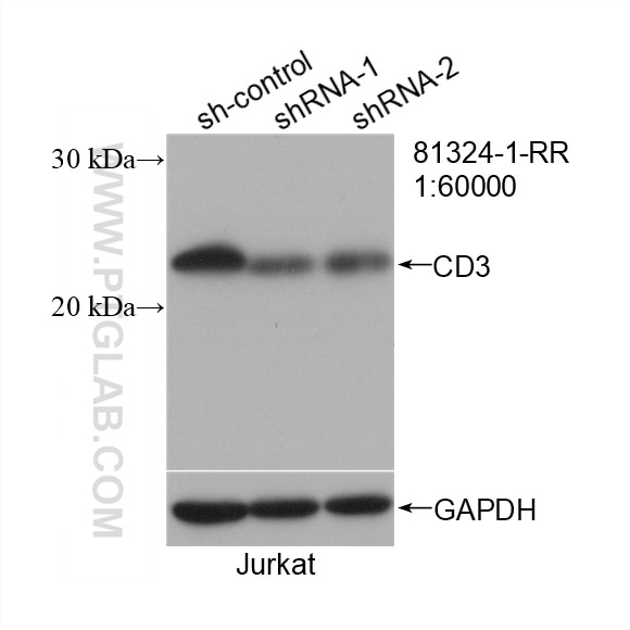 Western Blot (WB) analysis of Jurkat cells using CD3 Recombinant antibody (81324-1-RR)