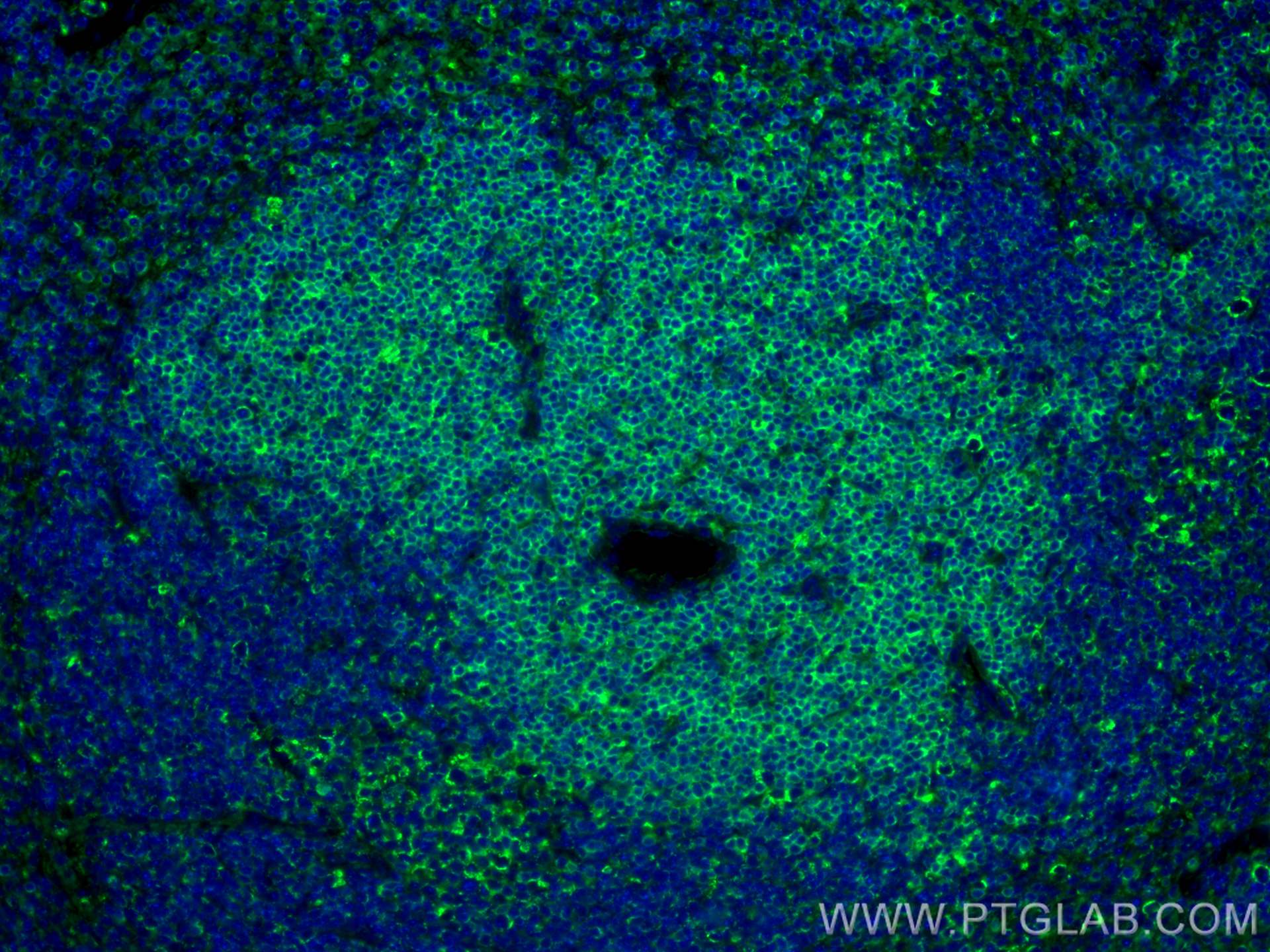 Immunofluorescence (IF) / fluorescent staining of mouse spleen tissue using CoraLite® Plus 488-conjugated human CD3 Polyclonal (CL488-17617)