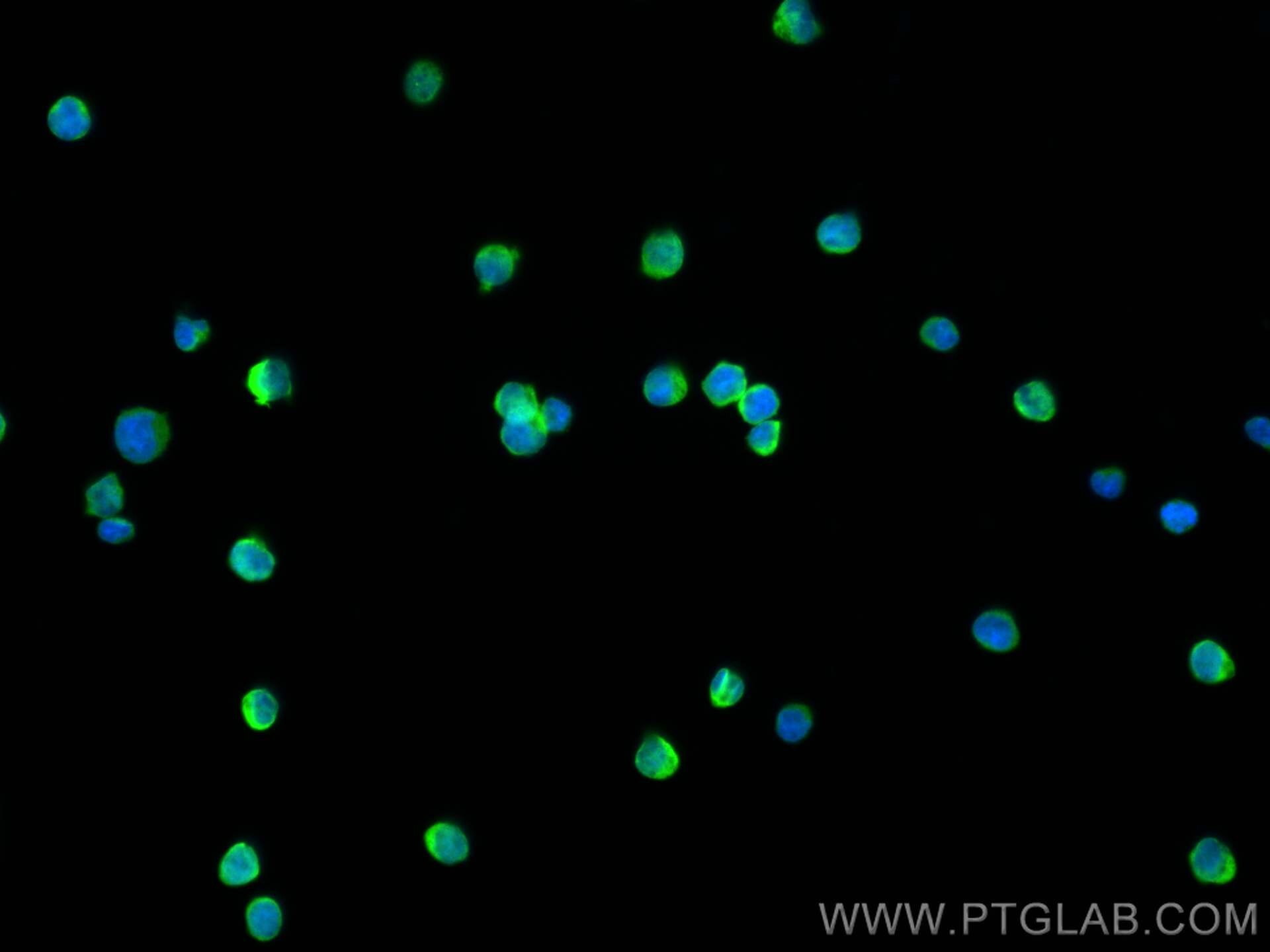 Immunofluorescence (IF) / fluorescent staining of Jurkat cells using CoraLite® Plus 488-conjugated CD3 Monoclonal antib (CL488-60181)