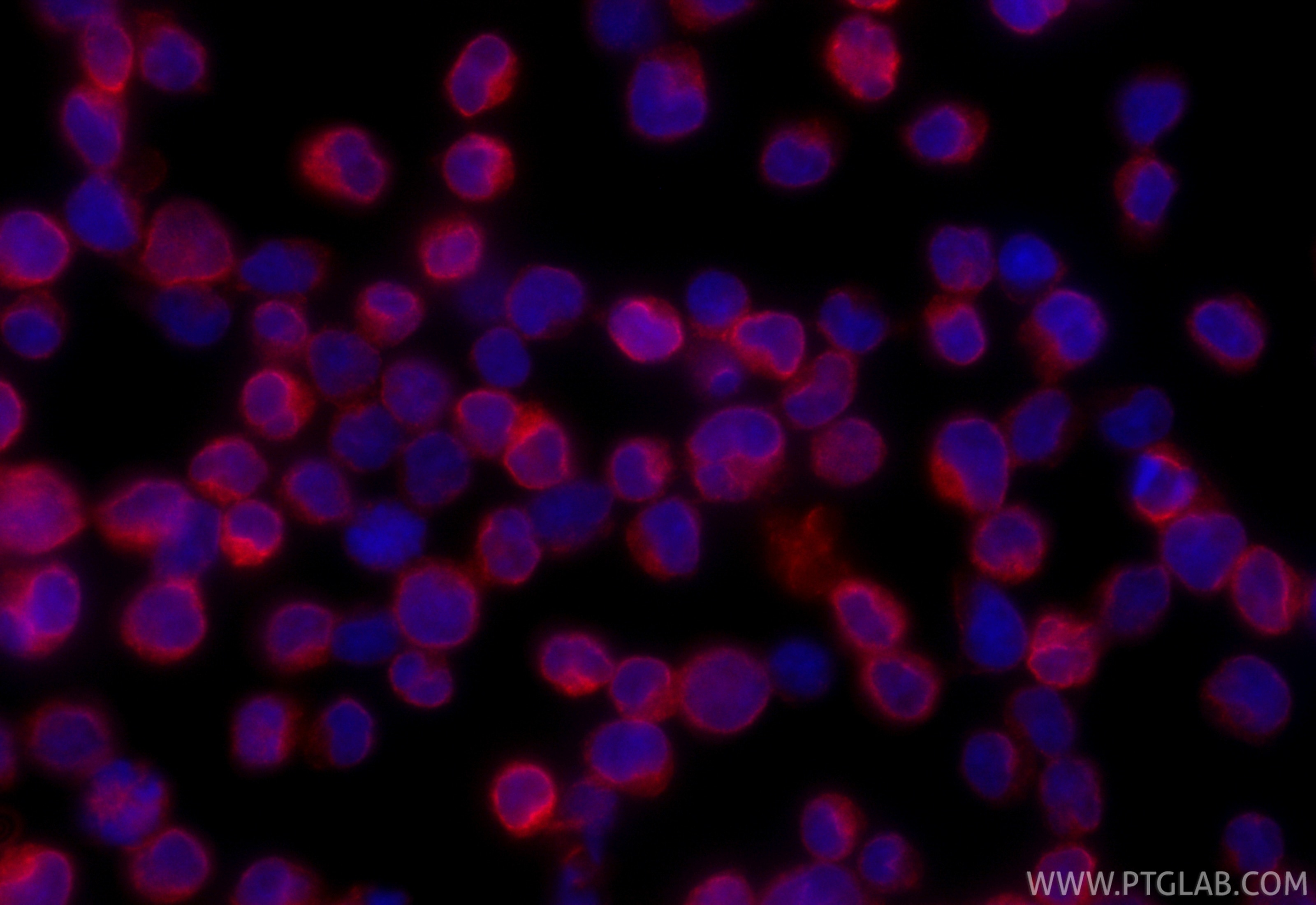 Immunofluorescence (IF) / fluorescent staining of Jurkat cells using CoraLite®594-conjugated CD3 Recombinant monoclonal (CL594-84505-4)