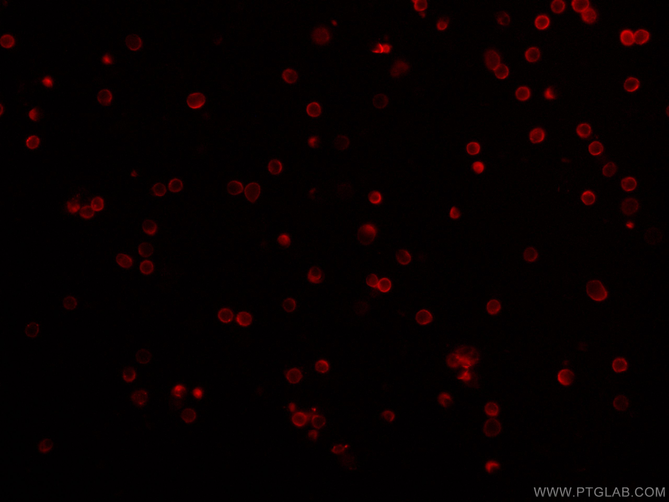 Immunofluorescence (IF) / fluorescent staining of mouse splenocytes using CoraLite® Plus 647 Anti-Mouse CD3 (17A2) (CL647-65077)