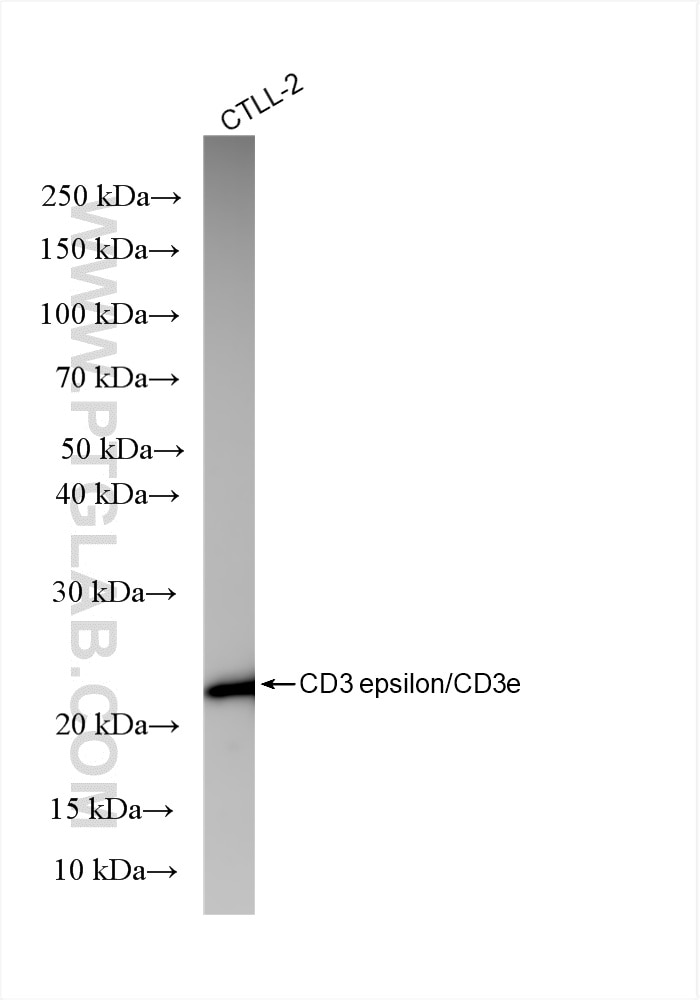 Western Blot (WB) analysis of CTLL-2 cells using CD3 epsilon Recombinant antibody (86053-1-RR)