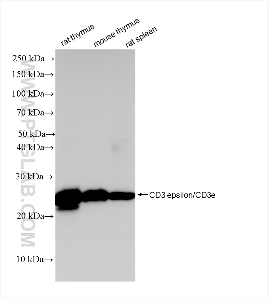 Western Blot (WB) analysis of various lysates using CD3 epsilon Recombinant antibody (86053-1-RR)