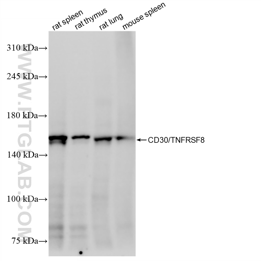 WB analysis using 87467-3-RR Western Blot (WB) analysis of various lysates using CD30/TNFRSF8 Recombinant monoclonal antibody (87467-3-RR)
