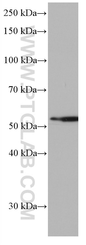 Western Blot (WB) analysis of Raji cells using CD300A Monoclonal antibody (67242-1-Ig)