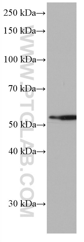 Western Blot (WB) analysis of Raji cells using CD300A Monoclonal antibody (67242-1-Ig)