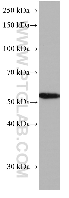 Western Blot (WB) analysis of Jurkat cells using CD300A Monoclonal antibody (67242-1-Ig)