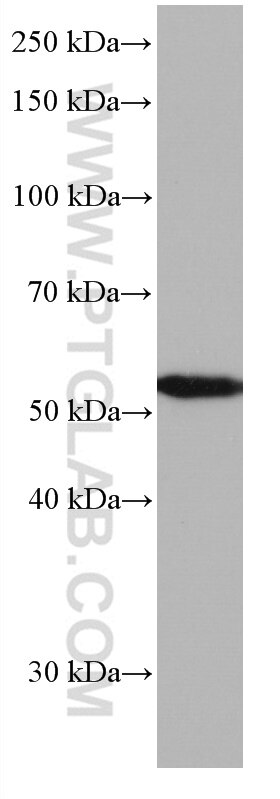 WB analysis of Jurkat using 67242-1-Ig