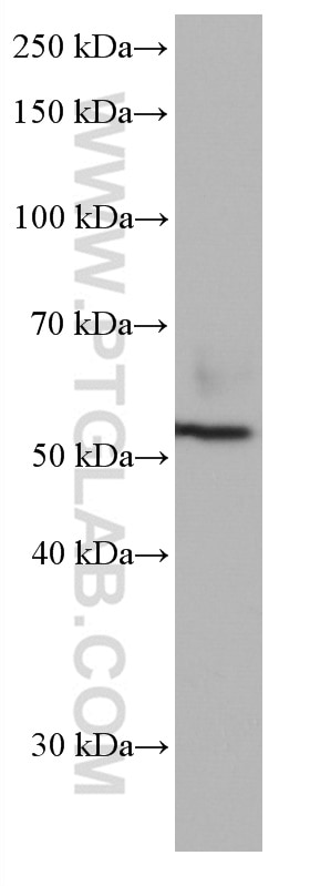 Western Blot (WB) analysis of THP-1 cells using CD300A Monoclonal antibody (67242-1-Ig)