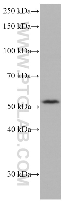 Western Blot (WB) analysis of K-562 cells using CD300A Monoclonal antibody (67242-1-Ig)
