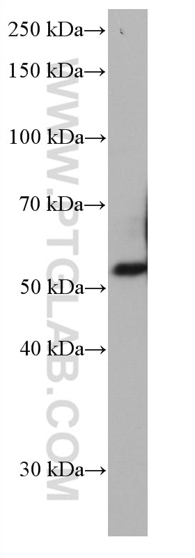 Western Blot (WB) analysis of HL-60 cells using CD300A Monoclonal antibody (67242-1-Ig)