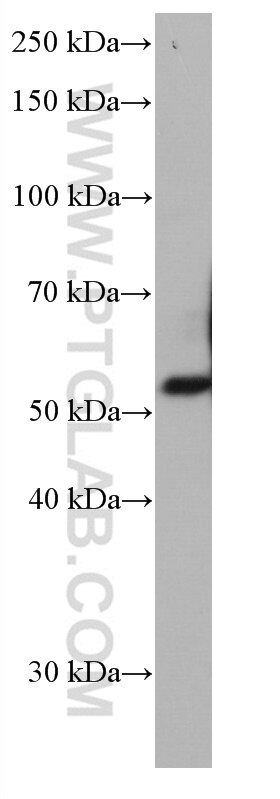 WB analysis of HL-60 using 67242-1-Ig