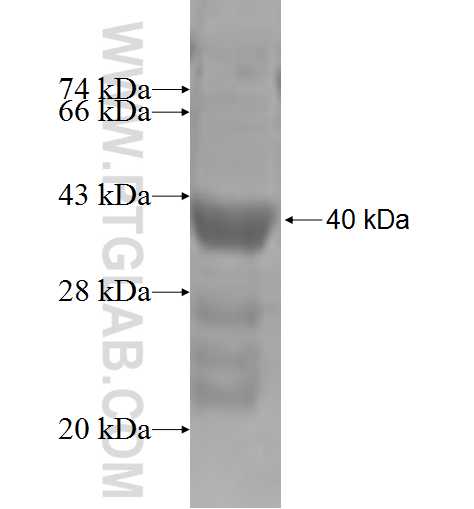 CD300A fusion protein Ag4303 SDS-PAGE