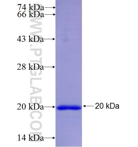 CD300A fusion protein Ag5776 SDS-PAGE