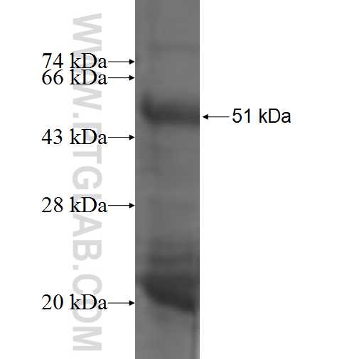 CD300C fusion protein Ag2428 SDS-PAGE