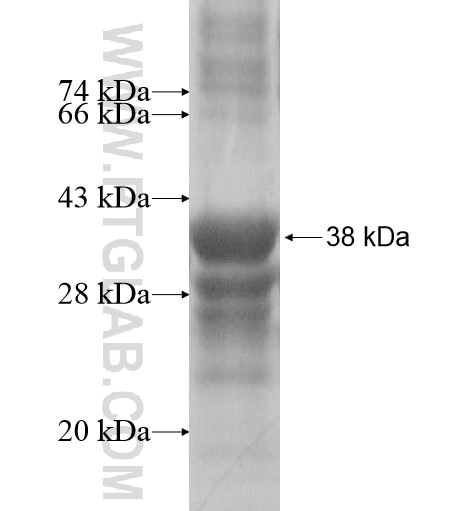 CD300E fusion protein Ag15796 SDS-PAGE CD300E fusion protein Ag15796 SDS-PAGE