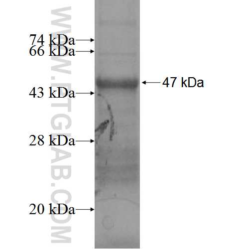 CD300LB fusion protein Ag5842 SDS-PAGE