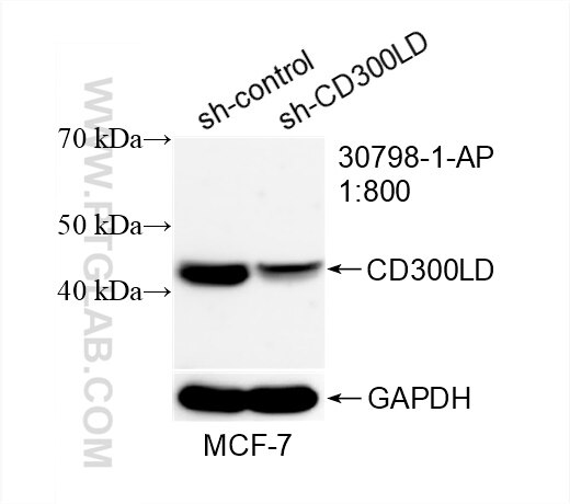 Western Blot (WB) analysis of MCF-7 cells using CD300LD Polyclonal antibody (30798-1-AP)