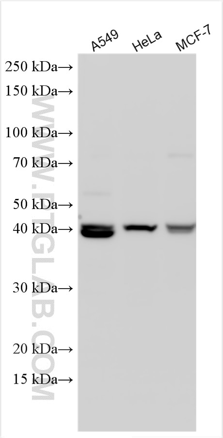 Western Blot (WB) analysis of various lysates using CD300LD Polyclonal antibody (30798-1-AP)