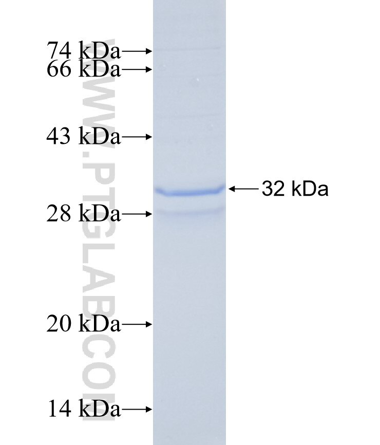 CD300LD fusion protein Ag29307 SDS-PAGE