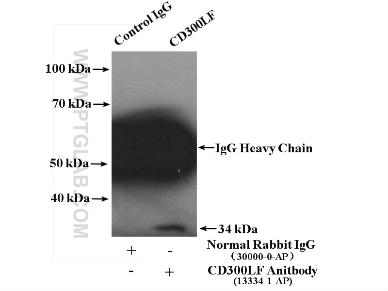 Immunoprecipitation (IP) experiment of K-562 cells using CD300LF Polyclonal antibody (13334-1-AP)